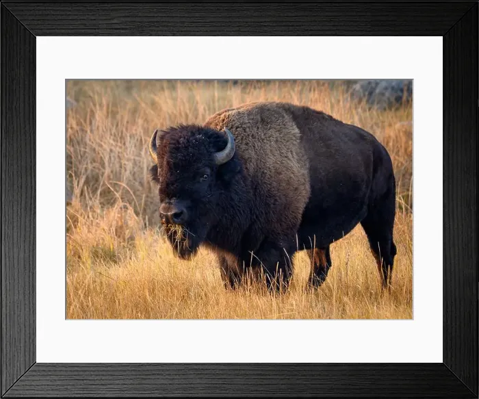 Framed Print : Bison munching on grass in Yellowstone National Park Framed Print : Bison munching on grass in Yellowstone National Park