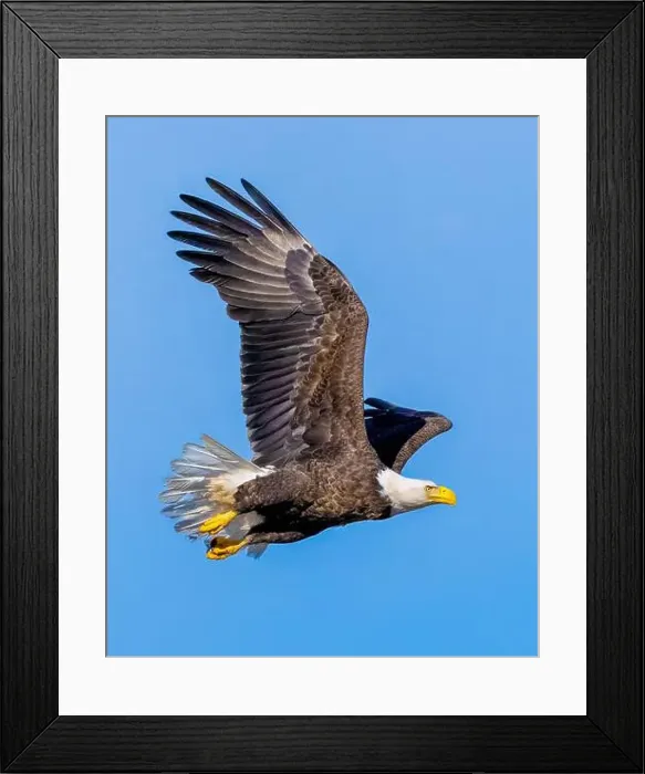 Framed Print : Bald Eagle flying mature Haliaeetus leucocephalus with wing beak head eye and talon detail - wingspan Framed Print : Bald Eagle flying mature Haliaeetus leucocephalus with wing beak head eye and talon detail - wingspan
