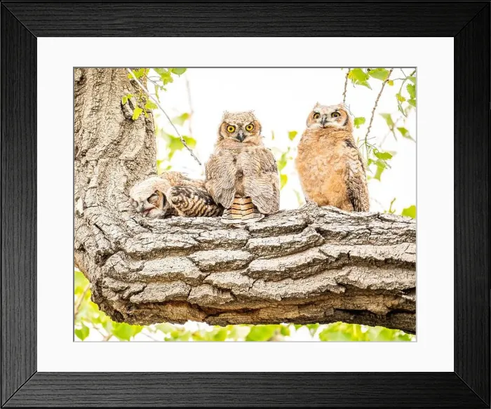 Framed Print : Three owls rest on the branch of a tree with one sleeping Framed Print : Three owls rest on the branch of a tree with one sleeping