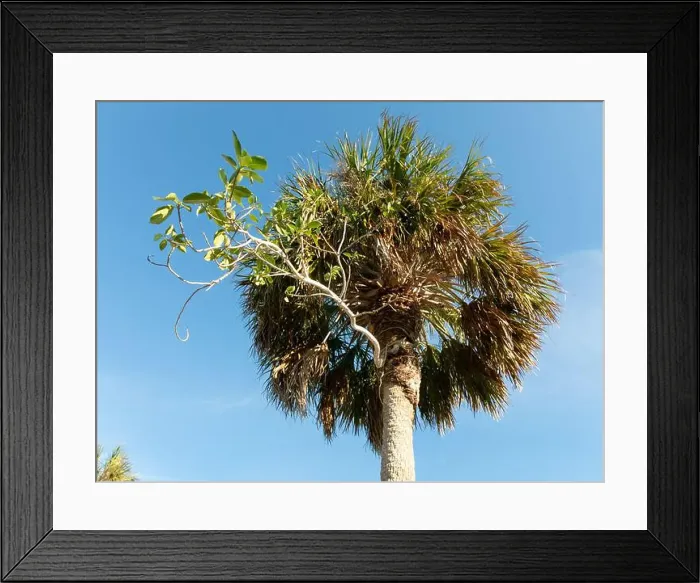 Framed Print : A strangler fig wraps around a palm tree Framed Print : A strangler fig wraps around a palm tree