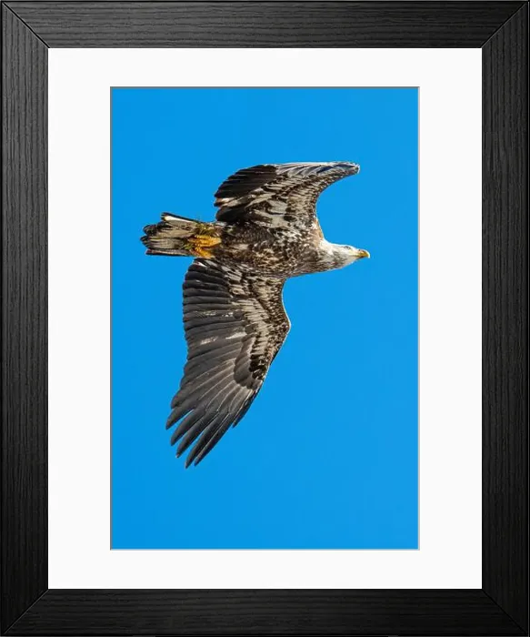 Framed Print : Bald Eagle flying juvenile / immature Haliaeetus leucocephalus underside with wings outstretched - wingspan & blue sky Framed Print : Bald Eagle flying juvenile / immature Haliaeetus leucocephalus underside with wings outstretched - wingspan & blue sky