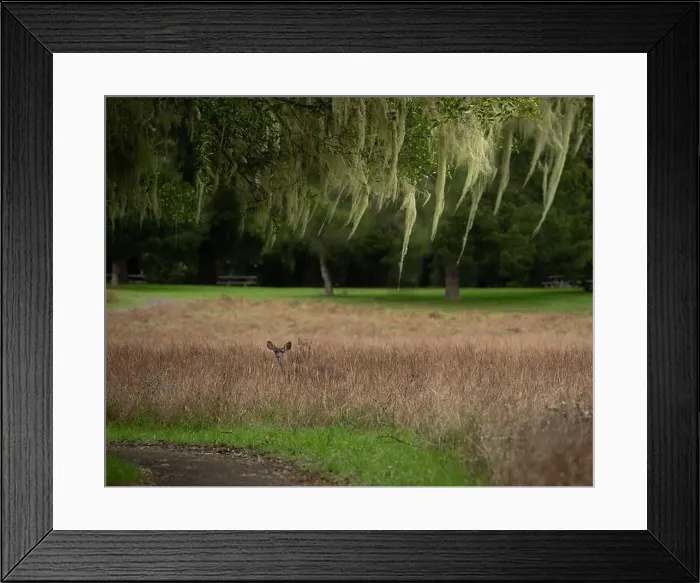 Framed Print : Camouflaged deer in grassy field topped with moss from trees at Point Reyes National Seashore, female Framed Print : Camouflaged deer in grassy field topped with moss from trees at Point Reyes National Seashore, female
