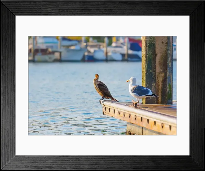 Framed Print : Cormorant and a seagull standing on the dock Framed Print : Cormorant and a seagull standing on the dock
