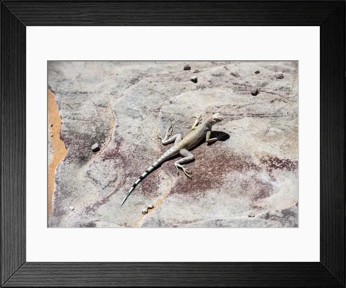 Framed Print : Male zebra-tailed iguana (Callisaurus draconoides) in a dry sandy creek bed Framed Print : Male zebra-tailed iguana (Callisaurus draconoides) in a dry sandy creek bed