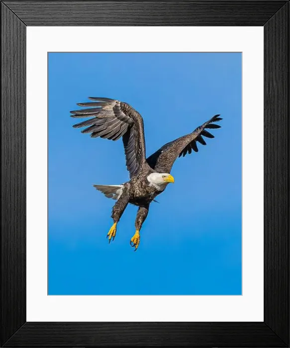Framed Print : Bald Eagle flying mature Haliaeetus leucocephalus with wing beak head eye and talon detail - wingspan Framed Print : Bald Eagle flying mature Haliaeetus leucocephalus with wing beak head eye and talon detail - wingspan