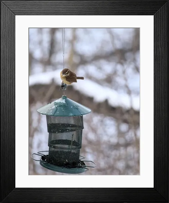 Framed Print : Carolina wren sitting on a bird feeder in prospect park brooklyn new york city during winter snow on trees Framed Print : Carolina wren sitting on a bird feeder in prospect park brooklyn new york city during winter snow on trees