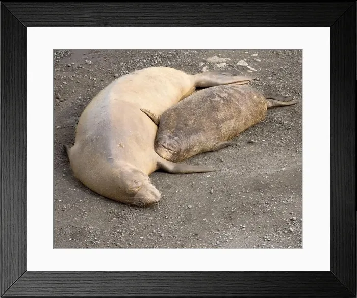 Framed Print : Mother and pup Elephant seal lounging on the sand at the Point Reyes National Seashore, California, USA Framed Print : Mother and pup Elephant seal lounging on the sand at the Point Reyes National Seashore, California, USA
