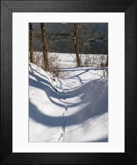 Framed Print : Whitetail deer tracks in snow leading to the Allegheny River in Warren County, Pennsylvania, USA on a sunny winter day Framed Print : Whitetail deer tracks in snow leading to the Allegheny River in Warren County, Pennsylvania, USA on a sunny winter day