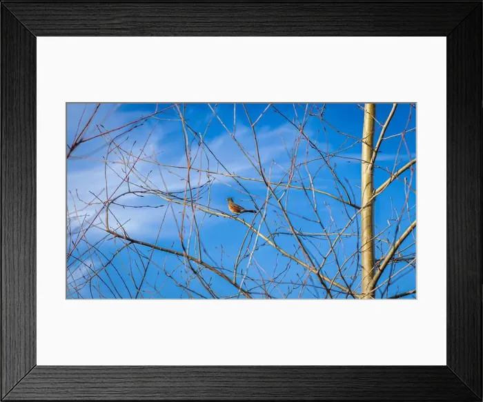Framed Print : Snoqualmie Point park WA USA - March 1st 2025: Perched in Peace Framed Print : Snoqualmie Point park WA USA - March 1st 2025: Perched in Peace