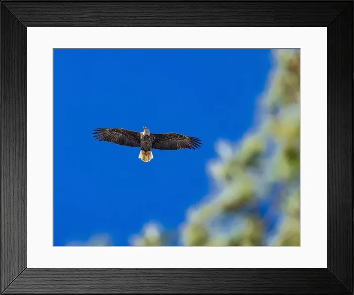 Framed Print : Bald Eagle flying mature Haliaeetus leucocephalus underside with wings outstretched - wingspan