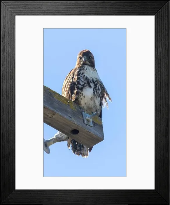Framed Print : Red-tailed Hawk perched on an electrical pole. Palo Alto Baylands, Santa Clara County, California, USA Framed Print : Red-tailed Hawk perched on an electrical pole. Palo Alto Baylands, Santa Clara County, California, USA