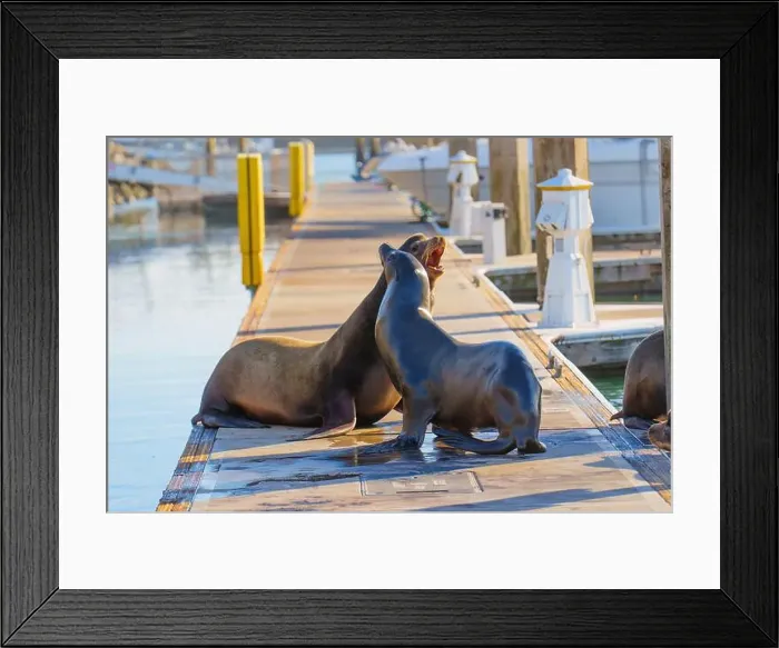 Framed Print : Two sea lions engaging in playful behavior on a dock by the marina Framed Print : Two sea lions engaging in playful behavior on a dock by the marina
