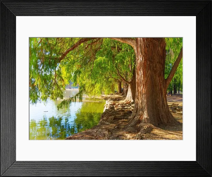 Framed Print : Majestic trees with exposed roots line the serene waterfront, creating a peaceful natural setting Framed Print : Majestic trees with exposed roots line the serene waterfront, creating a peaceful natural setting