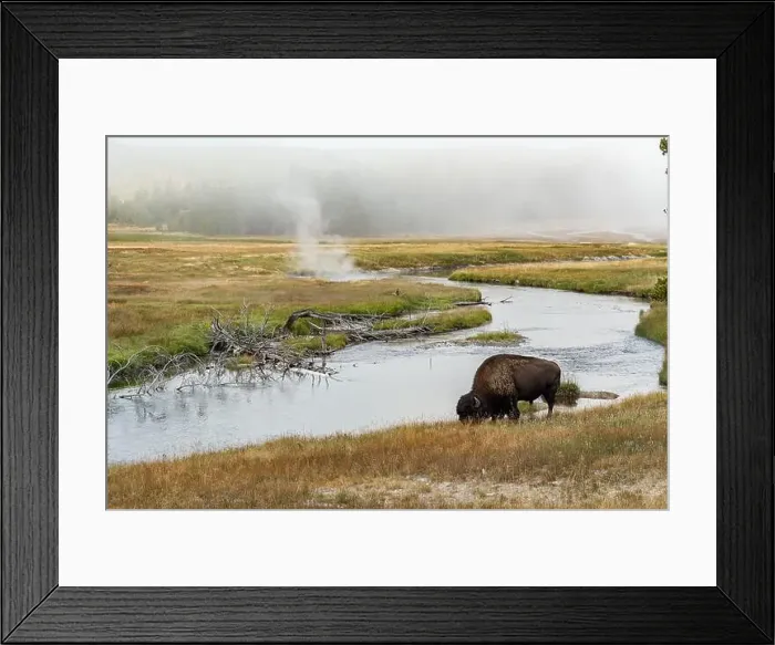 Framed Print : Solitary bison grazing in the wild near the shore of Firehole River in the Upper Geyser Basin of Yellowstone National Framed Print : Solitary bison grazing in the wild near the shore of Firehole River in the Upper Geyser Basin of Yellowstone National
