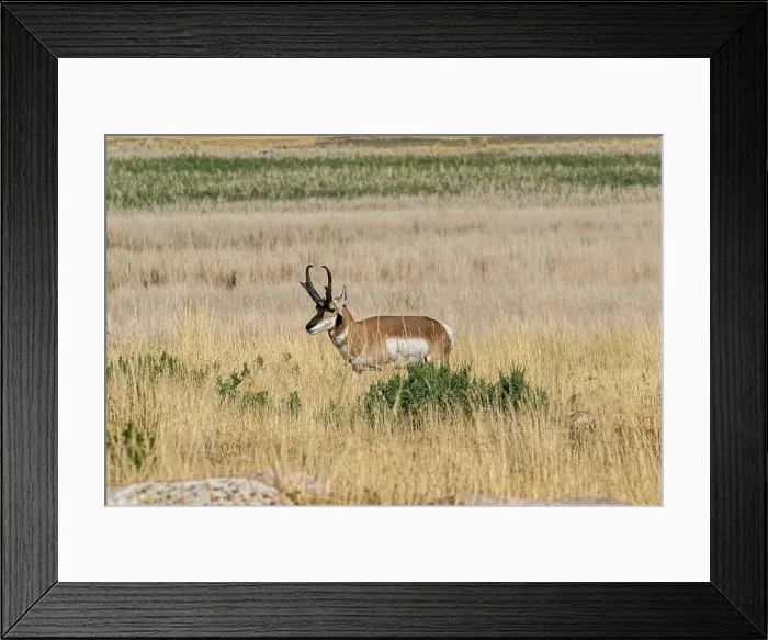 Framed Print : Male pronghorn in the wild in the Antelope Island within the Great Salt Lake in Utah Framed Print : Male pronghorn in the wild in the Antelope Island within the Great Salt Lake in Utah