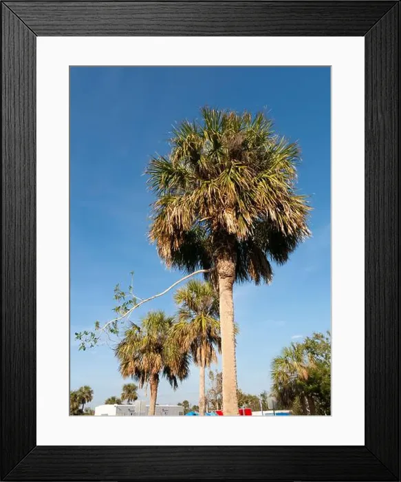 Framed Print : A strangling fig begins to take root on a palm tree Framed Print : A strangling fig begins to take root on a palm tree