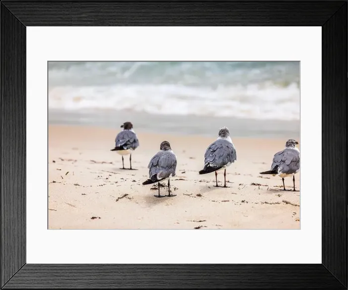 Framed Print : Four seagulls standing on sandy beach near Atlantic ocean waves in Miami Beach on an sunny day. USA Framed Print : Four seagulls standing on sandy beach near Atlantic ocean waves in Miami Beach on an sunny day. USA
