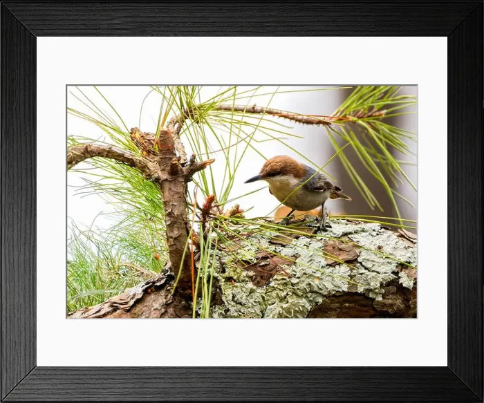 Framed Print : The brown-headed nuthatch (Sitta pusilla) Framed Print : The brown-headed nuthatch (Sitta pusilla)