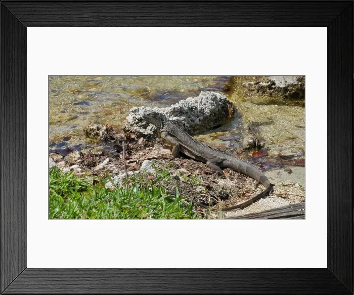 Framed Print : Iguana by a Rocky Shoreline in a Natural Outdoor Setting Framed Print : Iguana by a Rocky Shoreline in a Natural Outdoor Setting