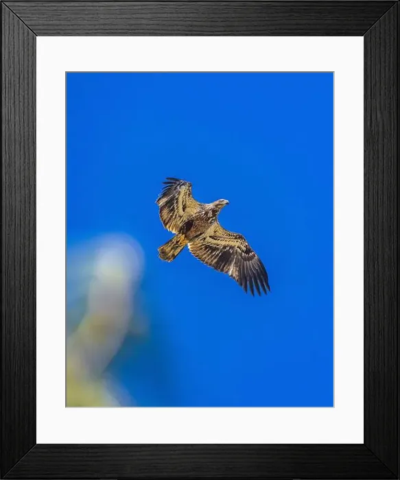 Framed Print : Bald Eagle flying juvenile / immature Haliaeetus leucocephalus underside with wings outstretched - wingspan & blue sky Framed Print : Bald Eagle flying juvenile / immature Haliaeetus leucocephalus underside with wings outstretched - wingspan & blue sky