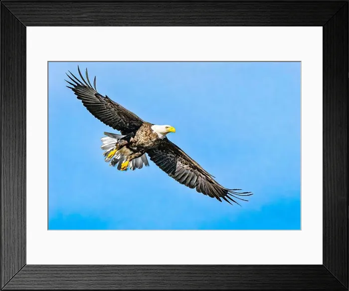 Framed Print : Bald Eagle flying mature Haliaeetus leucocephalus underside with wings outstretched - wingspan Framed Print : Bald Eagle flying mature Haliaeetus leucocephalus underside with wings outstretched - wingspan