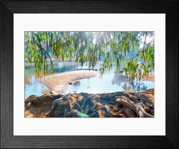 Framed Print : Lovely view of ducks on a sandy bank while large trees and roots frame the scene at Riverside waterfront in California Framed Print : Lovely view of ducks on a sandy bank while large trees and roots frame the scene at Riverside waterfront in California