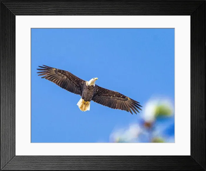 Framed Print : Bald Eagle flying mature Haliaeetus leucocephalus underside with wings outstretched - wingspan Framed Print : Bald Eagle flying mature Haliaeetus leucocephalus underside with wings outstretched - wingspan