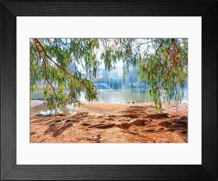 Framed Print : View of a tranquil pond surrounded by tree roots, showcasing ducks and a historic building in the background Framed Print : View of a tranquil pond surrounded by tree roots, showcasing ducks and a historic building in the background