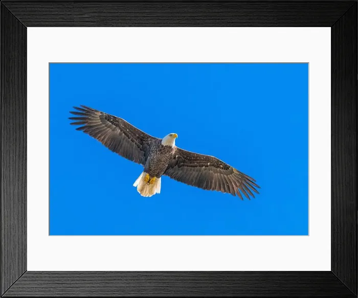 Framed Print : Bald Eagle flying mature Haliaeetus leucocephalus underside with wings outstretched - wingspan Framed Print : Bald Eagle flying mature Haliaeetus leucocephalus underside with wings outstretched - wingspan