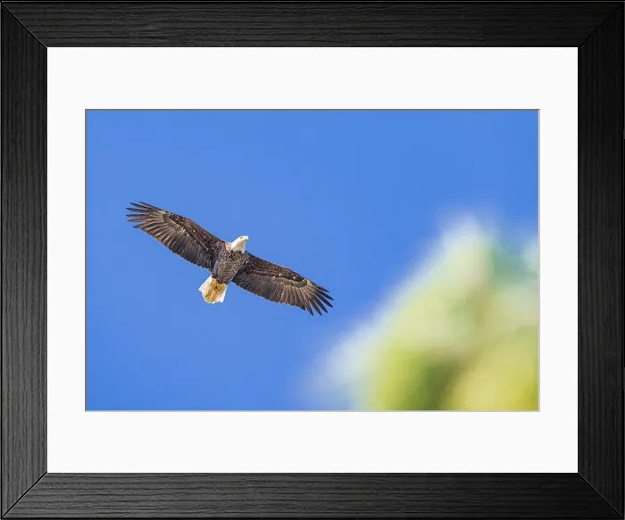 Framed Print : Bald Eagle flying mature Haliaeetus leucocephalus underside with wings outstretched - wingspan Framed Print : Bald Eagle flying mature Haliaeetus leucocephalus underside with wings outstretched - wingspan