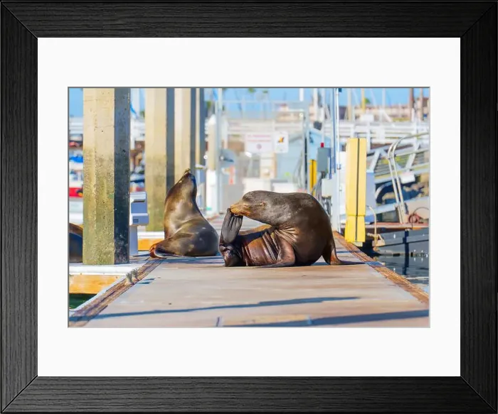 Framed Print : Sea lion grooming itself on a dock in Oceanside Framed Print : Sea lion grooming itself on a dock in Oceanside