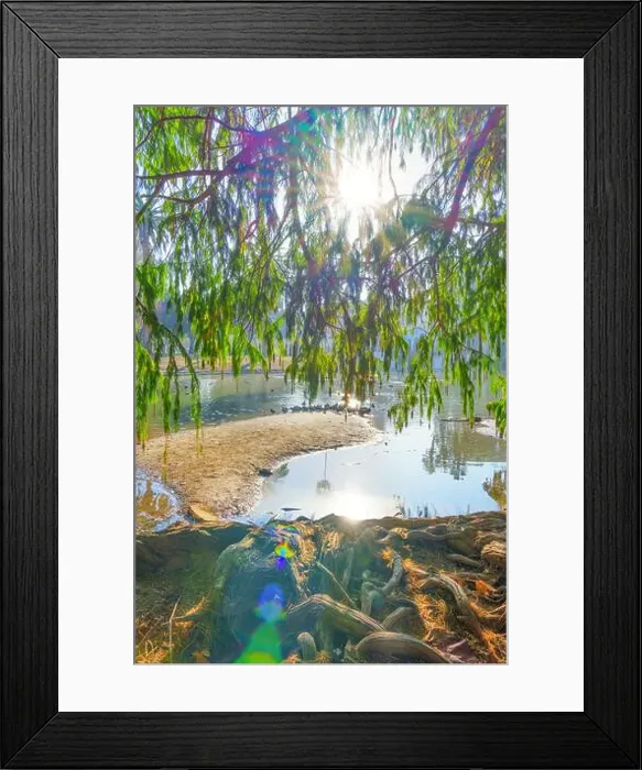 Framed Print : Glorious sunlight shining through green foliage, illuminating the water and ducks at Riverside shoreline in California Framed Print : Glorious sunlight shining through green foliage, illuminating the water and ducks at Riverside shoreline in California