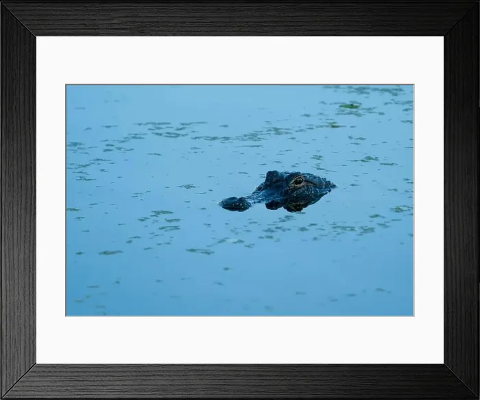 Framed Print : American Alligator head above water Framed Print : American Alligator head above water