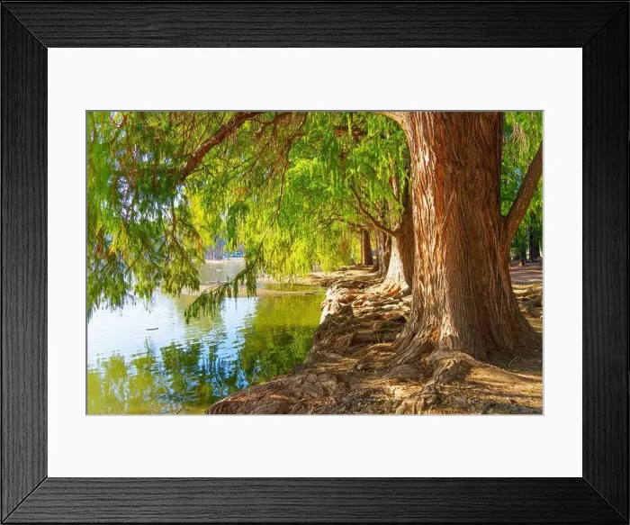 Framed Print : Large trees with lush green foliage along a tranquil waterfront in Riverside, California, reflecting in the water Framed Print : Large trees with lush green foliage along a tranquil waterfront in Riverside, California, reflecting in the water