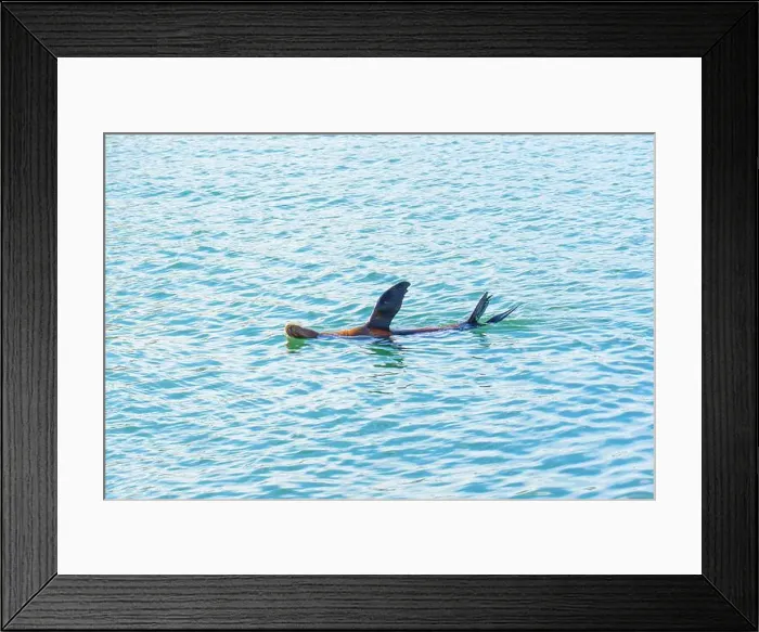 Framed Print : Sea lion swimming gracefully in the clear waters of Oceanside, showcasing its playful nature and stunning surroundings Framed Print : Sea lion swimming gracefully in the clear waters of Oceanside, showcasing its playful nature and stunning surroundings