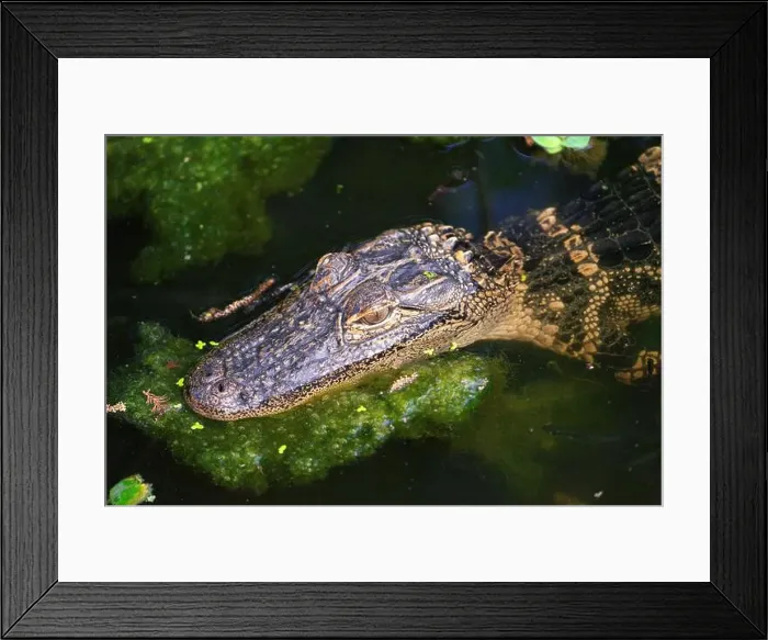 Framed Print : Young American Alligator head above water Framed Print : Young American Alligator head above water