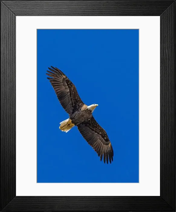 Framed Print : Bald Eagle flying mature Haliaeetus leucocephalus underside with wings outstretched - wingspan Framed Print : Bald Eagle flying mature Haliaeetus leucocephalus underside with wings outstretched - wingspan