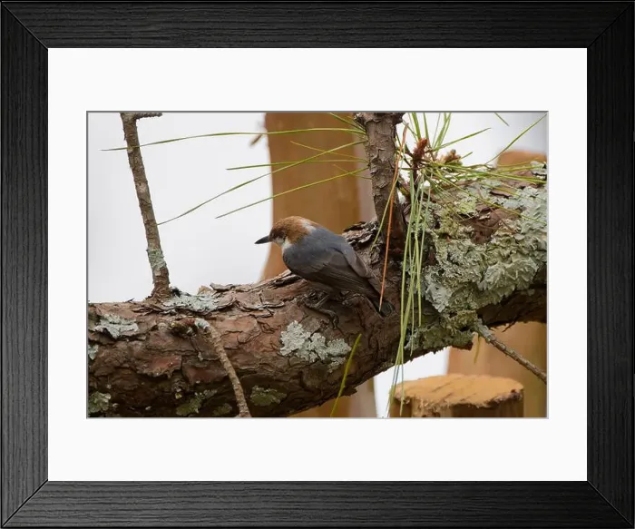 Framed Print : The brown-headed nuthatch (Sitta pusilla) Framed Print : The brown-headed nuthatch (Sitta pusilla)