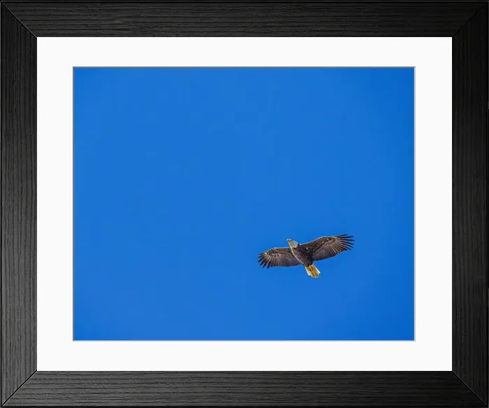 Framed Print : Bald Eagle flying juvenile / immature Haliaeetus leucocephalus underside with wings outstretched - wingspan & blue sky Framed Print : Bald Eagle flying juvenile / immature Haliaeetus leucocephalus underside with wings outstretched - wingspan & blue sky