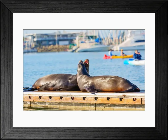 Framed Print : Two playful sea lions basking on a dock in Oceanside Harbor, California with defocused kayakers in the background Framed Print : Two playful sea lions basking on a dock in Oceanside Harbor, California with defocused kayakers in the background