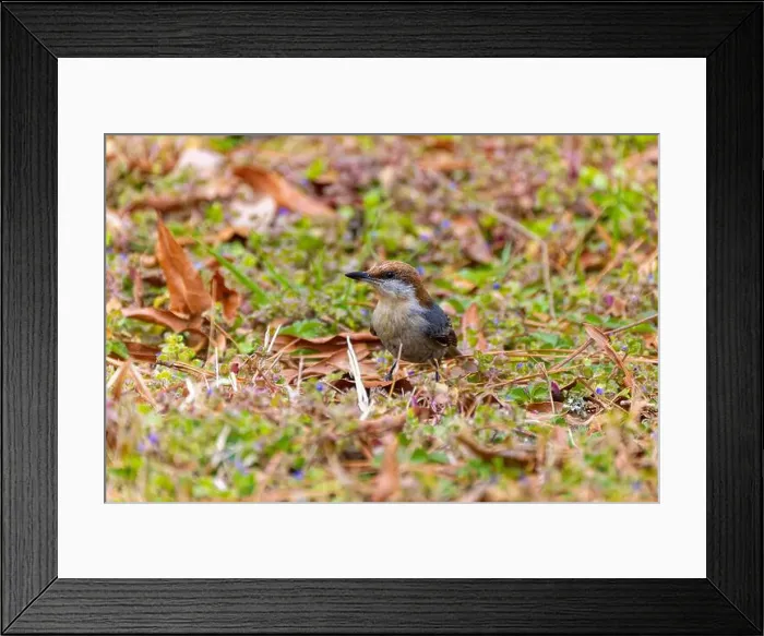 Framed Print : The brown-headed nuthatch (Sitta pusilla) Framed Print : The brown-headed nuthatch (Sitta pusilla)