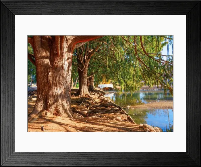 Framed Print : Sturdy trees with exposed roots lining a peaceful pond, featuring a quaint bridge in the distance Framed Print : Sturdy trees with exposed roots lining a peaceful pond, featuring a quaint bridge in the distance