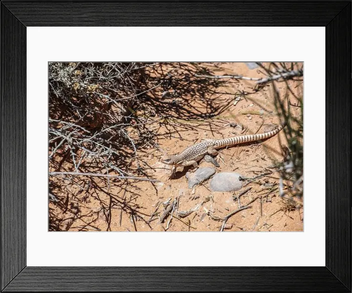 Framed Print : Chuckwalla lizard (Common Chuckwalla ater), Valley of Fire State Park, Nevada, USA, North America Framed Print : Chuckwalla lizard (Common Chuckwalla ater), Valley of Fire State Park, Nevada, USA, North America