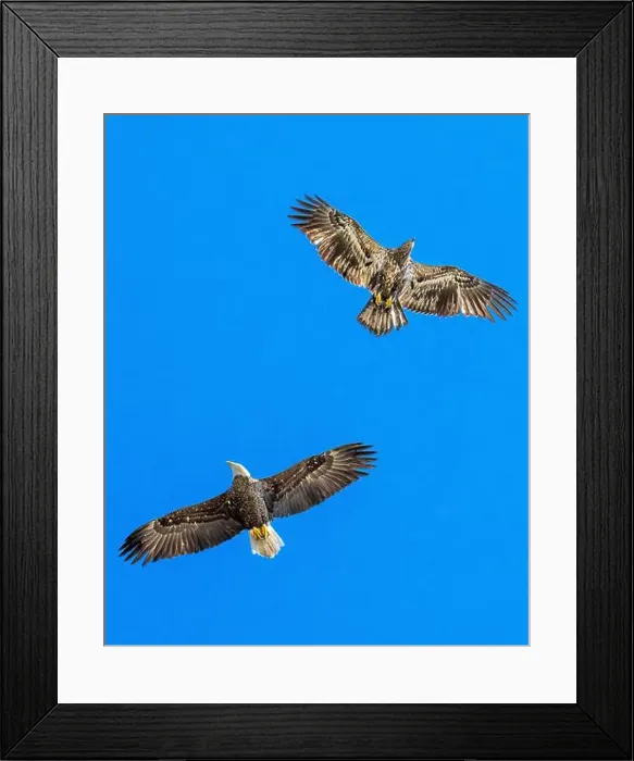 Framed Print : Mature Bald Eagle flying with juvenile / immature Haliaeetus leucocephalus underside - wings outstretched - wingspan & Framed Print : Mature Bald Eagle flying with juvenile / immature Haliaeetus leucocephalus underside - wings outstretched - wingspan &