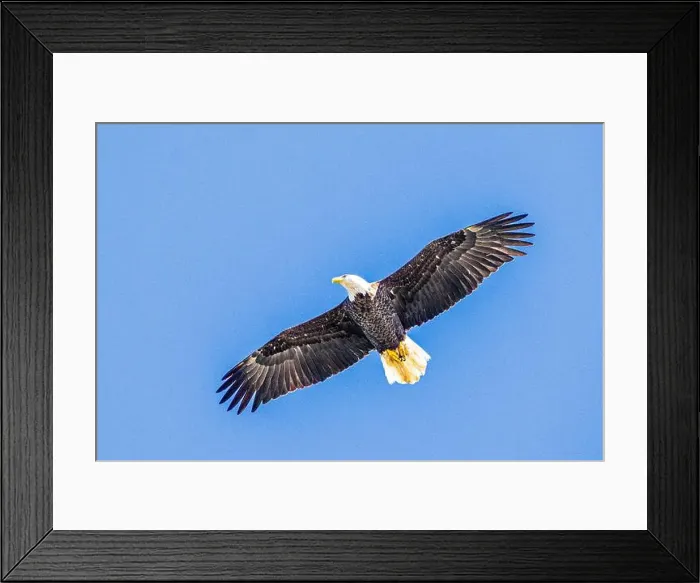 Framed Print : Bald Eagle flying mature Haliaeetus leucocephalus underside with wings outstretched - wingspan Framed Print : Bald Eagle flying mature Haliaeetus leucocephalus underside with wings outstretched - wingspan