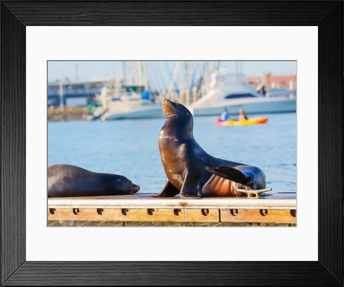 Framed Print : Two sea lions basking in the sun on a dock, with kayakers in the background at Oceanside Harbor Framed Print : Two sea lions basking in the sun on a dock, with kayakers in the background at Oceanside Harbor