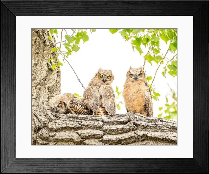 Framed Print : Three owls rest on a tree branch with one snuggled into the corner Framed Print : Three owls rest on a tree branch with one snuggled into the corner