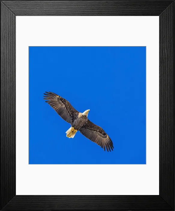 Framed Print : Bald Eagle flying mature Haliaeetus leucocephalus underside with wings outstretched - wingspan Framed Print : Bald Eagle flying mature Haliaeetus leucocephalus underside with wings outstretched - wingspan