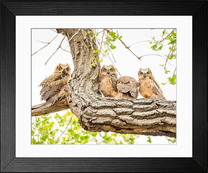 Framed Print : Four owls rest on tree branch Framed Print : Four owls rest on tree branch