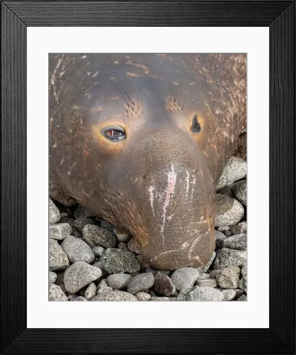 Framed Print : Portrait and close-up on the front of the face of a Elephant Seal male at Point Reyes National Seashore Framed Print : Portrait and close-up on the front of the face of a Elephant Seal male at Point Reyes National Seashore